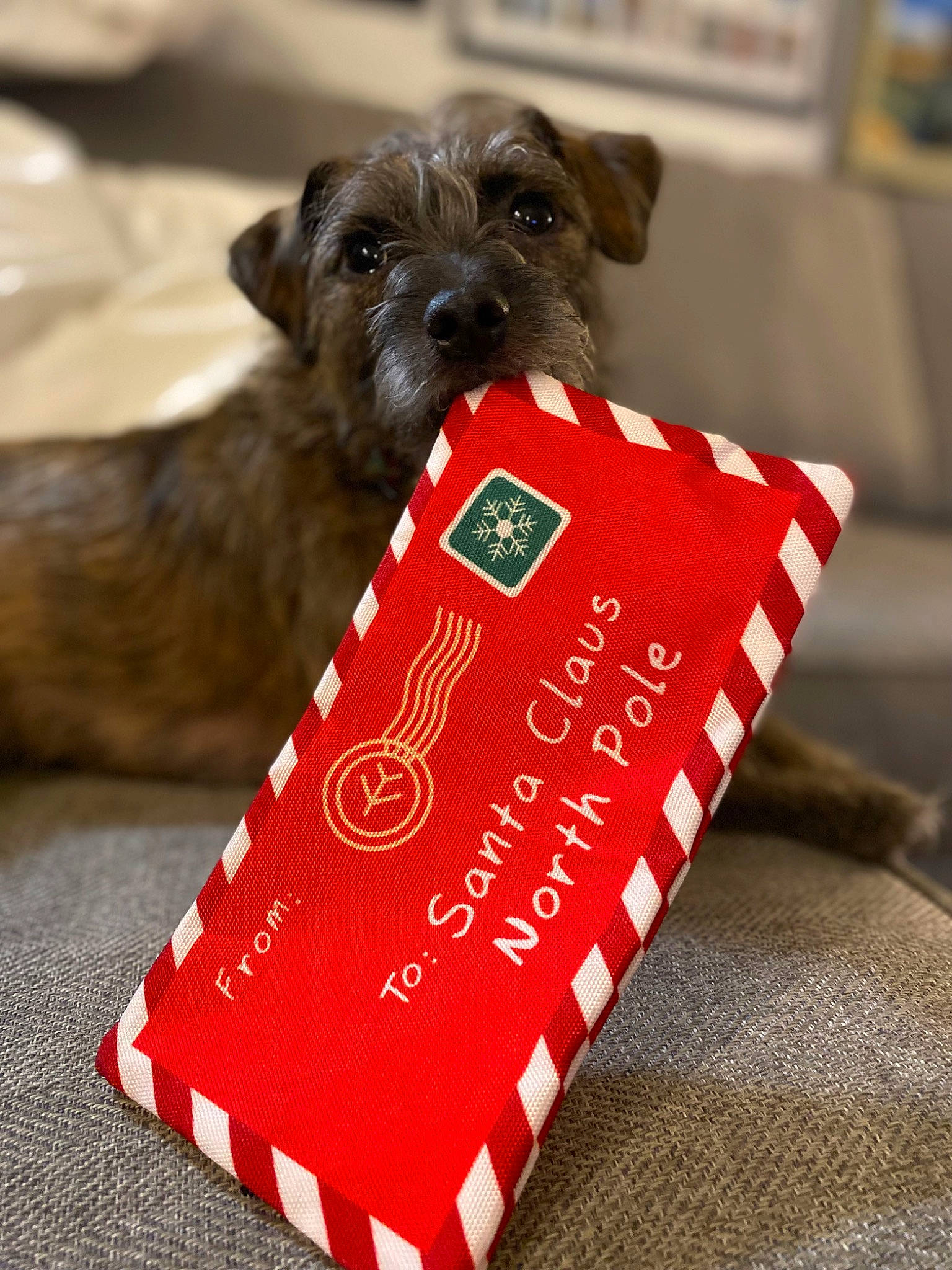 Vixen is registered to the contest to win money with this photo: canidae, carmine, carnivore, companion_dog, dog, dog_breed, dog_collar, dog_supply, fashion_accessory, fur, gadget, liver, pet_supply, publication, puppy, small_terrier, snout, sporting_group, toy_dog, working_animal