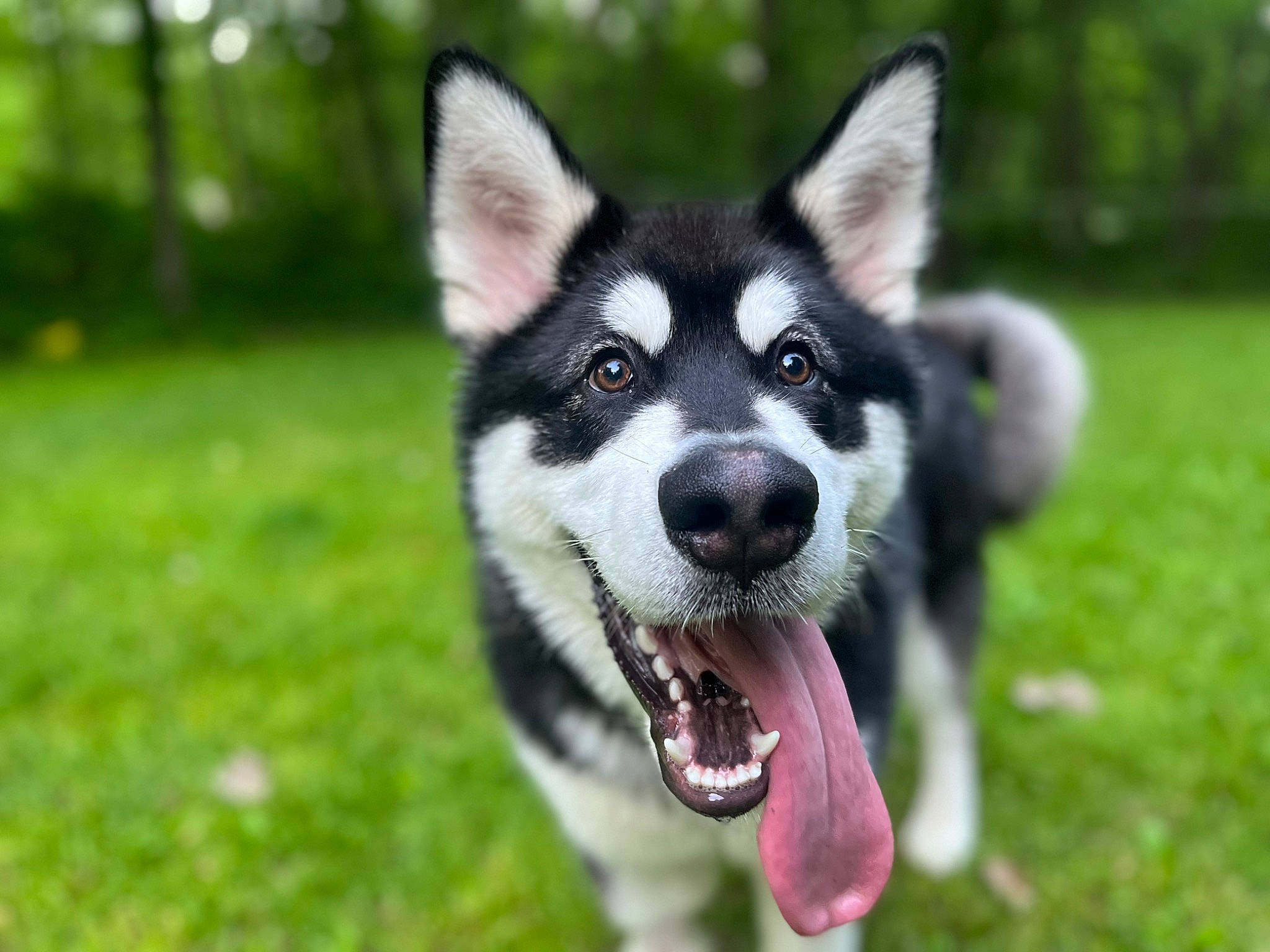 Asher joined the competition — help win amazing prizes! art, canidae, carnivore, collar, companion_dog, dog, dog_breed, dog_collar, fang, grass, herding_dog, plant, siberian_husky, sled_dog, snout, sporting_group, terrestrial_animal, whiskers, working_animal, working_dog