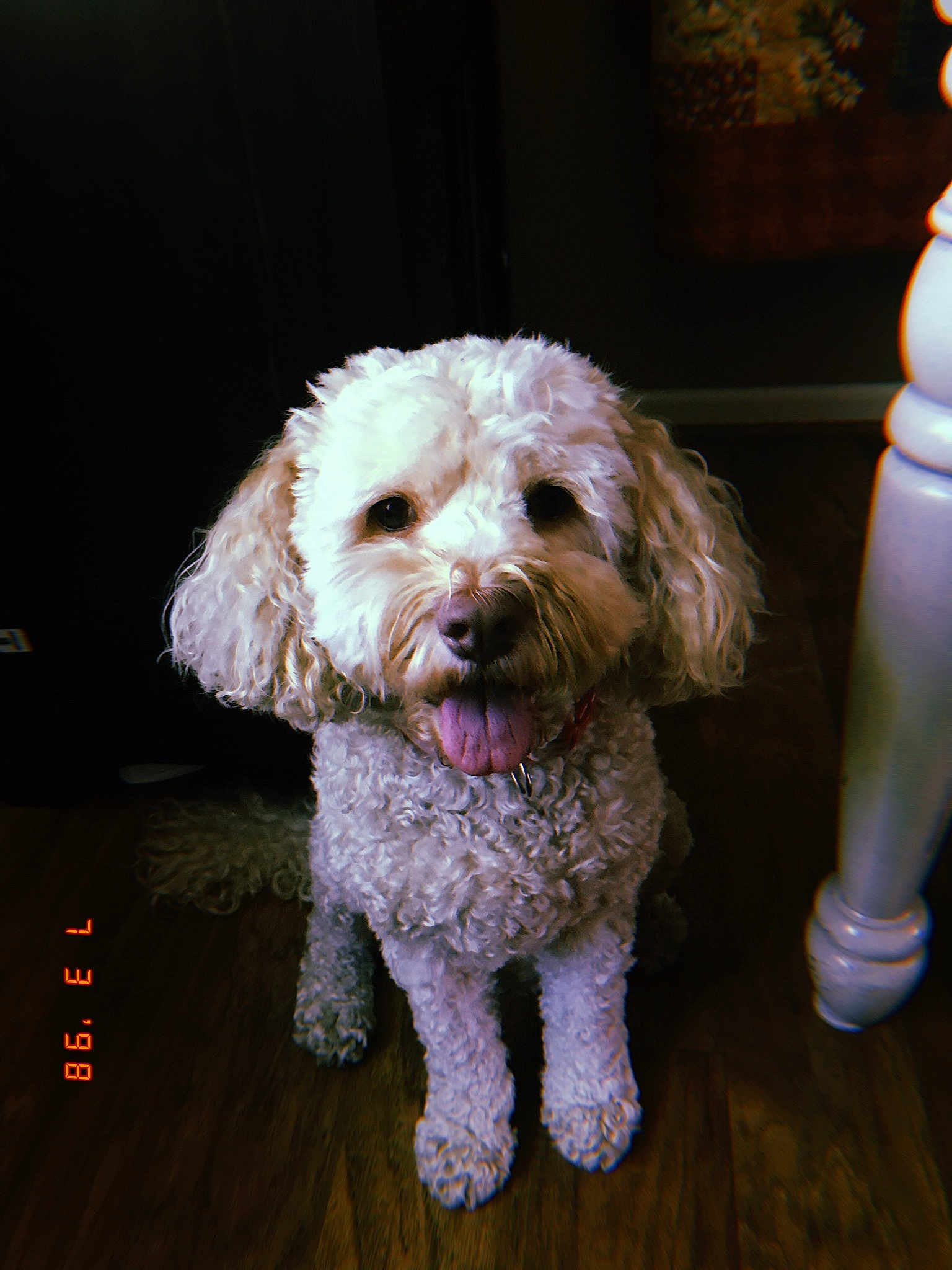 Molly