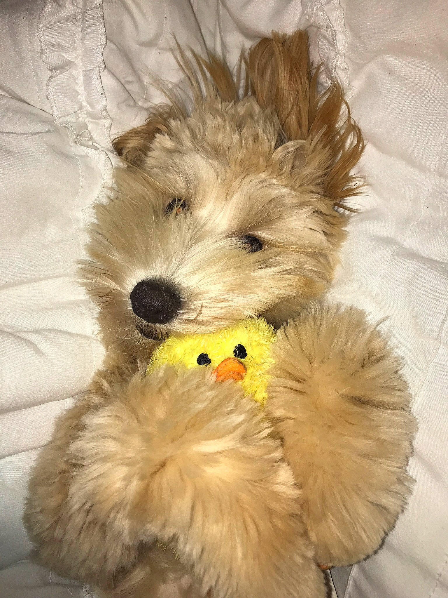 Paisley is registered to the contest to win money with this photo: cairn_terrier, canidae, carnivore, dog, dog_breed, dog_toy, dutch_smoushond, fur, glen_of_imaal_terrier, havanese, morkie, plush, puppy, rare_breed_dog, schnoodle, small_terrier, snout, stuffed_toy, terrier, west_highland_white_terrier