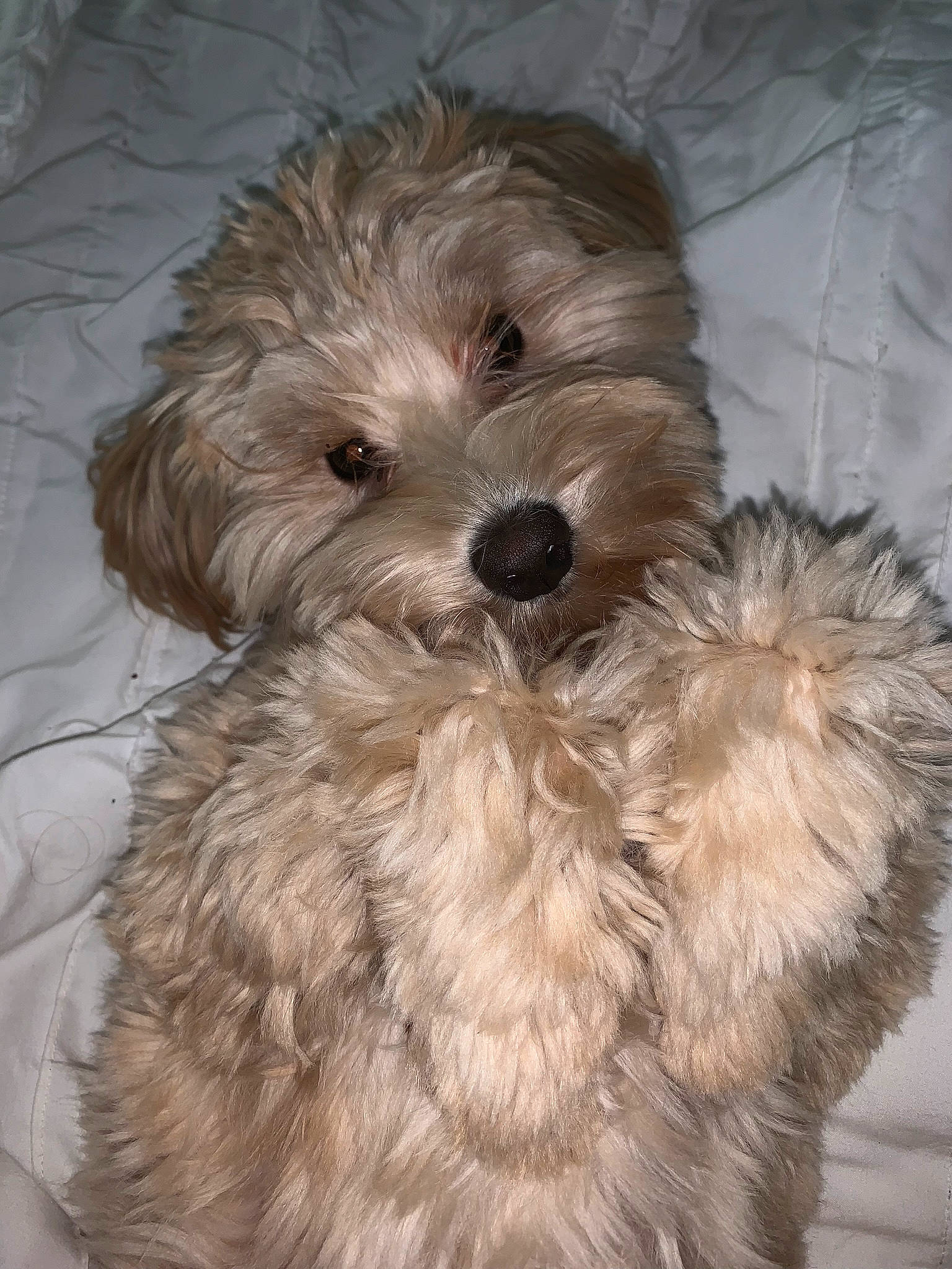 Paisley is registered to the contest to win money with this photo: bolonka, canidae, carnivore, cockapoo, companion_dog, dog, dog_breed, dutch_smoushond, glen_of_imaal_terrier, havanese, maltepoo, mammal, morkie, poodle_crossbreed, puppy, pyrenean_shepherd, schnoodle, sporting_lucas_terrier, terrier, vertebrate