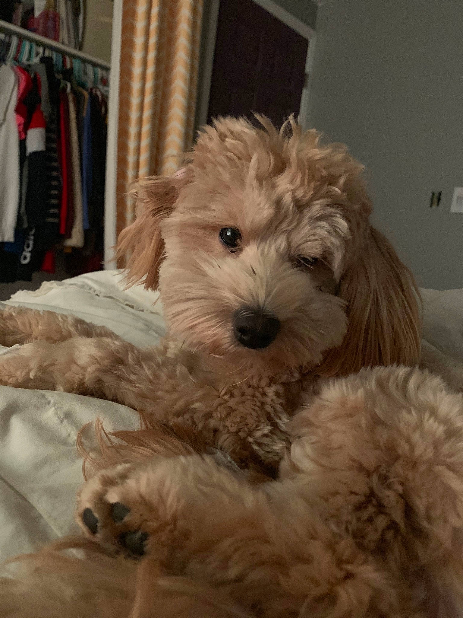 Paisley joined the competition — help win amazing prizes! canidae, carnivore, cavapoo, cockapoo, companion_dog, dog, dog_breed, dutch_smoushond, goldendoodle, havanese, maltepoo, mammal, morkie, poodle_crossbreed, puppy, schnoodle, sporting_lucas_terrier, terrier, tibetan_terrier, vertebrate