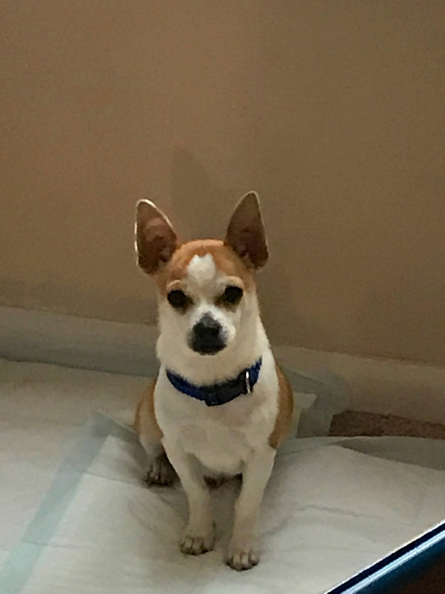 Rocky joined the competition — help win amazing prizes! ancient_dog_breeds, canidae, carnivore, companion_dog, dog, dog_breed, fawn, mammal, miniature_fox_terrier, puppy, snout, teddy_roosevelt_terrier, tenterfield_terrier, vertebrate