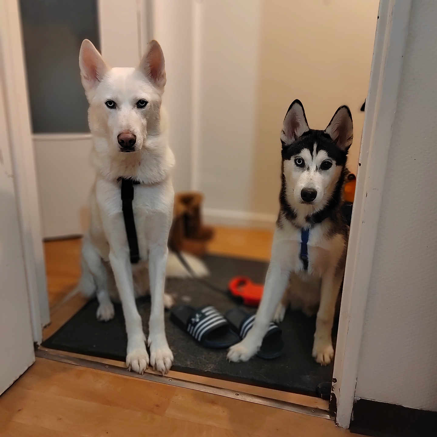 Olaf Et Ades participe au concours pour gagner de l'argent avec cette photo : accessories, animal, canine, clothing, dog, dogbed, eskimodog, footwear, hardwood, husky, indoors, interiordesign, leash, pet, puppy, shoe, strap, terrier, whitedog, wood
