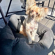 Sammi is registered to the contest to win money with this photo: dog, small_dog, pet_bed, gray_bed, balcony, sunlight, outdoor, wooden_floor, furniture, curious, fluffy_ears, groomed, canine, animal, companion, relaxed, domestic_animal, cute, portrait, daylight