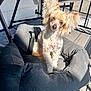 dog, small_dog, pet_bed, gray_bed, balcony, sunlight, outdoor, wooden_floor, furniture, curious, fluffy_ears, groomed, canine, animal, companion, relaxed, domestic_animal, cute, portrait, daylight