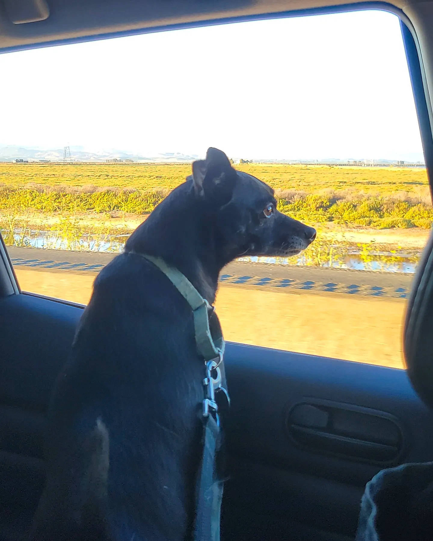 Wall-e joined the competition — help win amazing prizes! air_travel, auto_part, automotive_exterior, automotive_mirror, automotive_window_part, carnivore, companion_dog, dog, dog_breed, fawn, glass, motor_vehicle, plant, rear_view_mirror, sky, tints_and_shades, travel, vehicle, vehicle_door, windshield