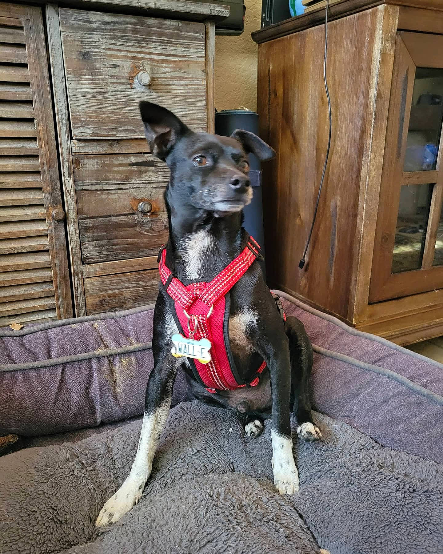 Wall-e joined the competition — help win amazing prizes! canidae, carmine, carnivore, collar, companion_dog, dog, dog_breed, dog_collar, dog_supply, fawn, grey, guard_dog, leash, pet_supply, snout, sporting_group, toy_dog, whiskers, wood, working_animal