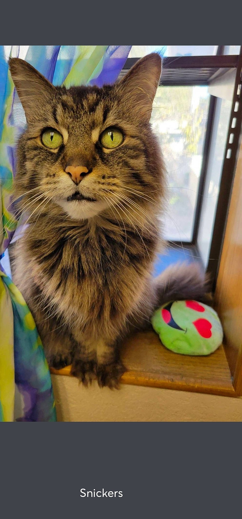 Snickers is registered to the contest to win money with this photo: box, cardboard, carnivore, cat, domestic_short_haired_cat, felidae, fur, paw, shelf, small_to_medium_sized_cats, snout, tail, toy, whiskers, wildlife, wood