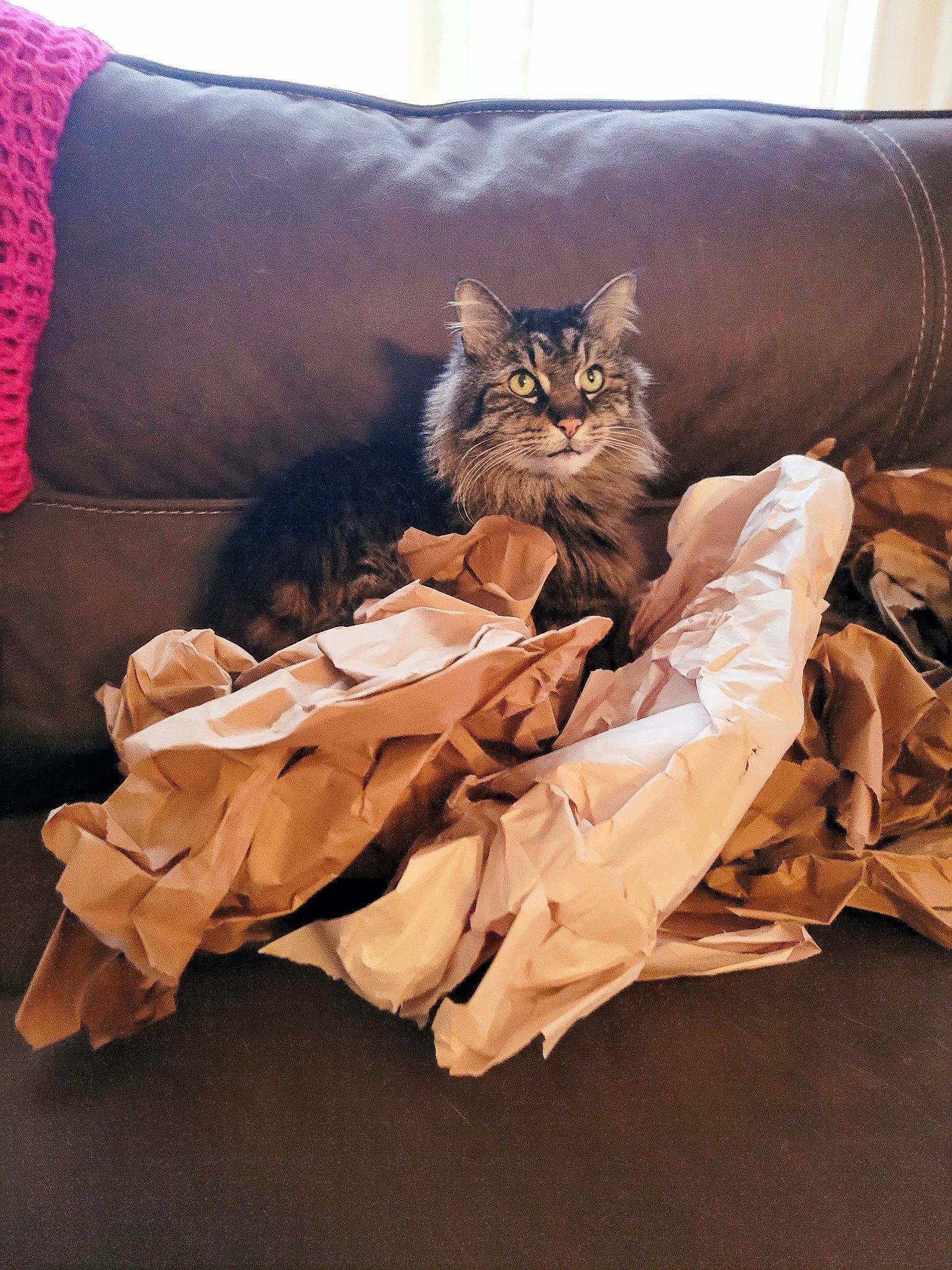 Snickers joined the competition — help win amazing prizes! bag, bedding, carnivore, cat, chair, comfort, domestic_short_haired_cat, fawn, felidae, fur, linens, luggage_and_bags, pillow, room, small_to_medium_sized_cats, tail, terrestrial_animal, throw_pillow, whiskers, wood