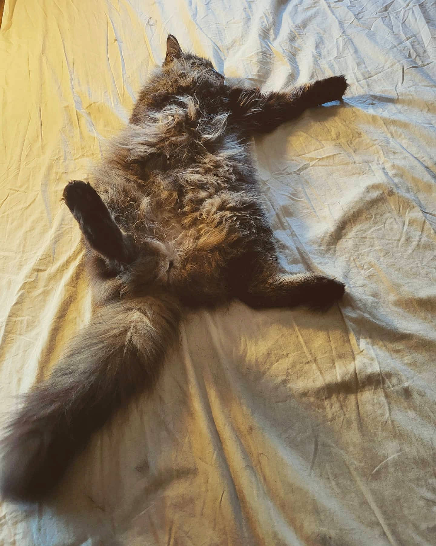 Snickers joined the competition — help win amazing prizes! carnivore, cat, claw, comfort, domestic_short_haired_cat, fawn, felidae, fur, grey, linens, liver, paw, small_to_medium_sized_cats, snout, tail, terrestrial_animal, textile, whiskers, wildlife, wood