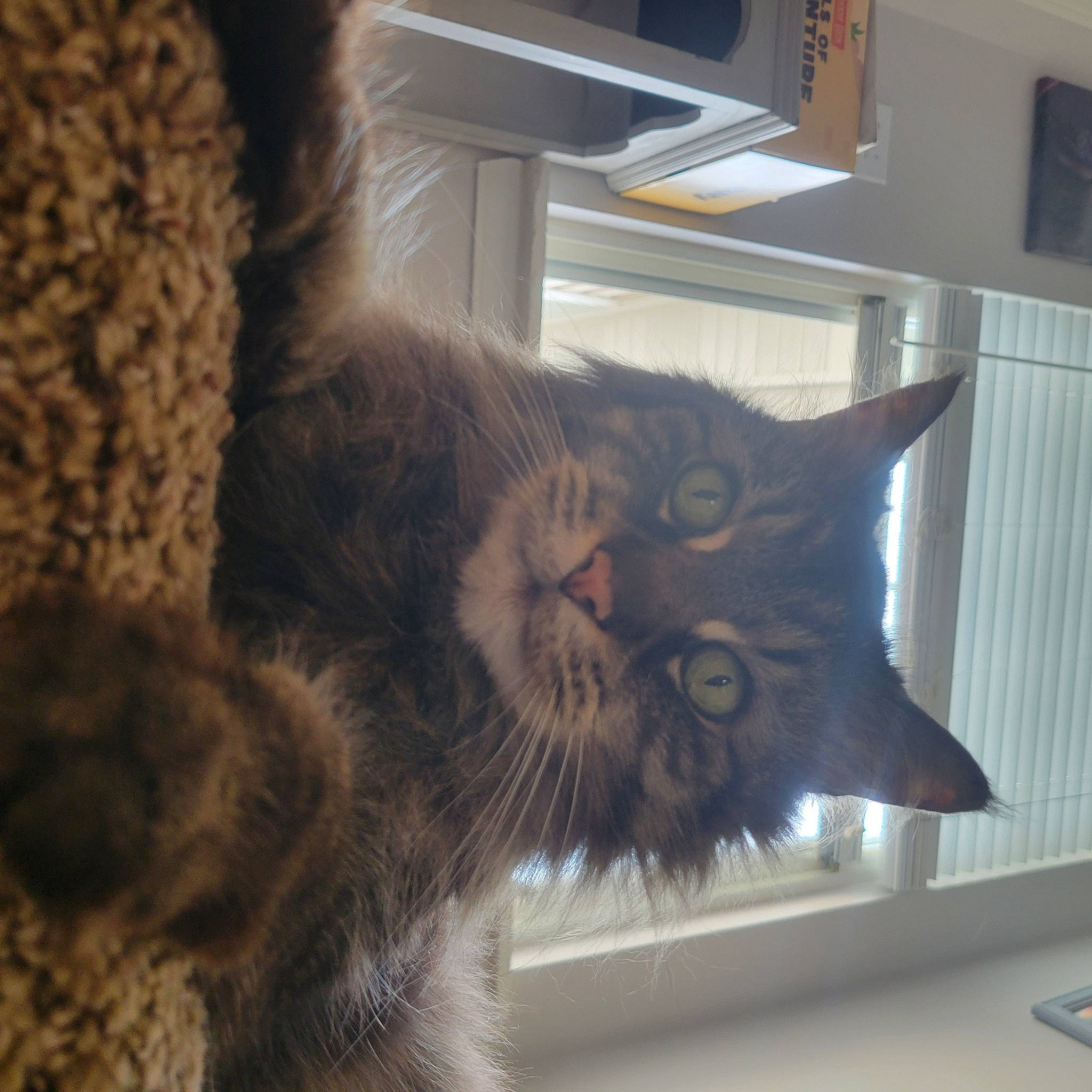 Snickers joined the competition — help win amazing prizes! bookcase, carnivore, cat, claw, comfort, domestic_short_haired_cat, ear, felidae, fur, paw, room, shelf, shelving, small_to_medium_sized_cats, snout, tail, vertebrate, whiskers, window