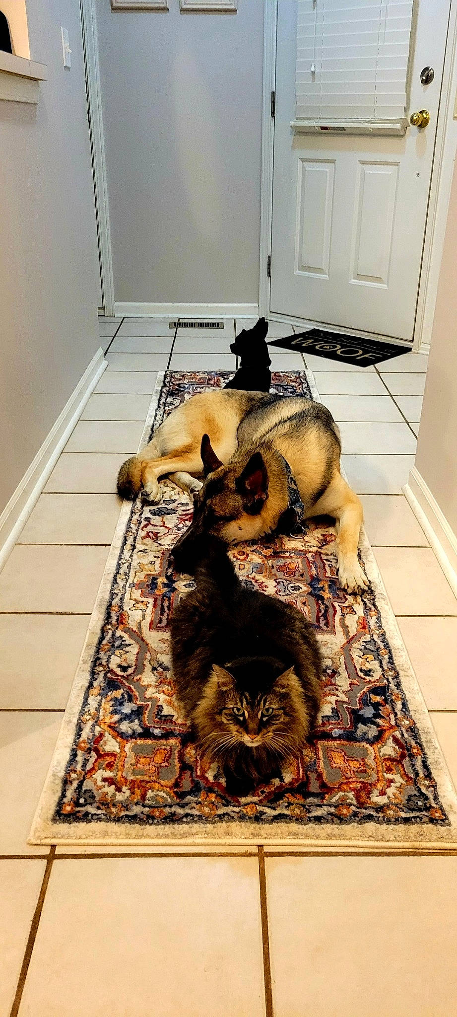 Aezor joined the competition — help win amazing prizes! canidae, carnivore, carpet, cat, comfort, companion_dog, dog_breed, fawn, felidae, floor, flooring, fur, hardwood, room, rug, small_to_medium_sized_cats, snout, tail, whiskers, wood