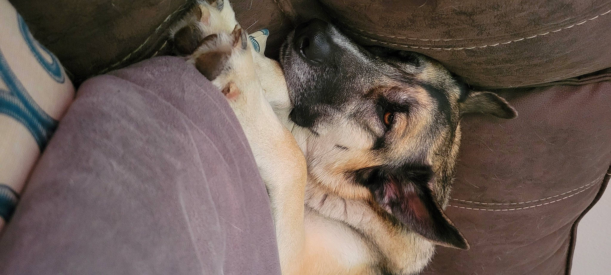 Aezor is registered to the contest to win money with this photo: canidae, carnivore, comfort, companion_dog, dog, dog_breed, ear, fawn, felidae, fur, guard_dog, nap, paw, sleep, small_to_medium_sized_cats, snout, sporting_group, street_dog, whiskers, working_animal