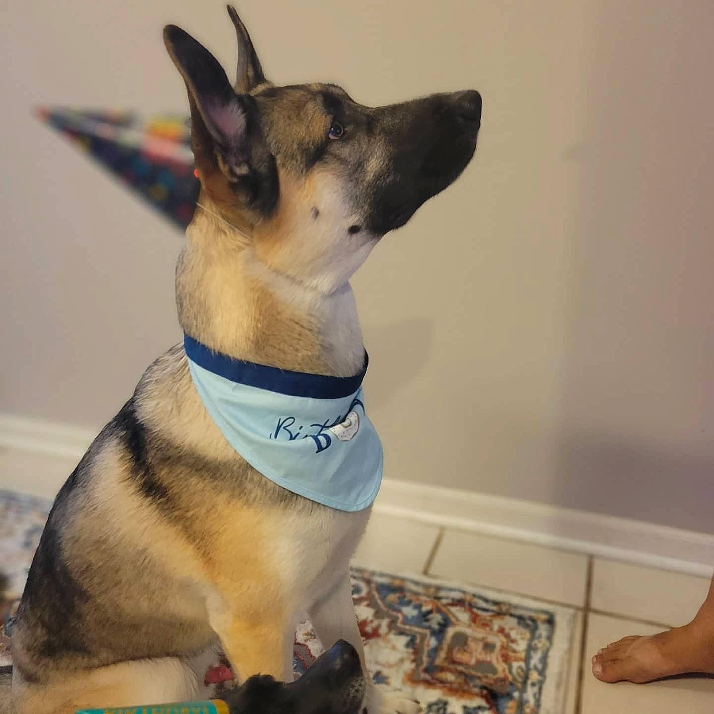 Aezor is registered to the contest to win money with this photo: carnivore, collar, companion_dog, dog, dog_breed, dog_collar, dog_supply, electric_blue, fawn, felidae, flooring, fur, pet_supply, small_to_medium_sized_cats, snout, tail, terrestrial_animal, whiskers, wood, working_animal