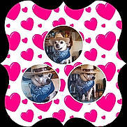 Pinky joined the competition — help win amazing prizes! accessory, adorable, animal, bandana, charming, circle_frame, collage, costume, cowboy_hat, cute, dog, face, hat, indoor, pet, pink_hearts, playful, portrait, small_dog, white_background