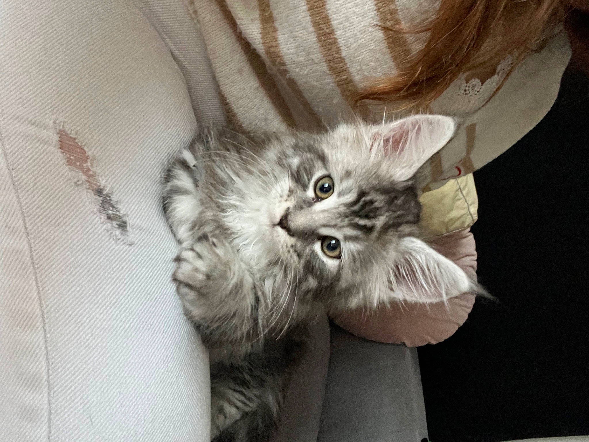 Uriel participe au concours pour gagner de l'argent avec cette photo : beard, carnivore, cat, claw, comfort, domestic_short_haired_cat, ear, felidae, fur, gesture, grey, monochrome, monochrome_photography, nail, paw, plant, small_to_medium_sized_cats, snout, tail, whiskers