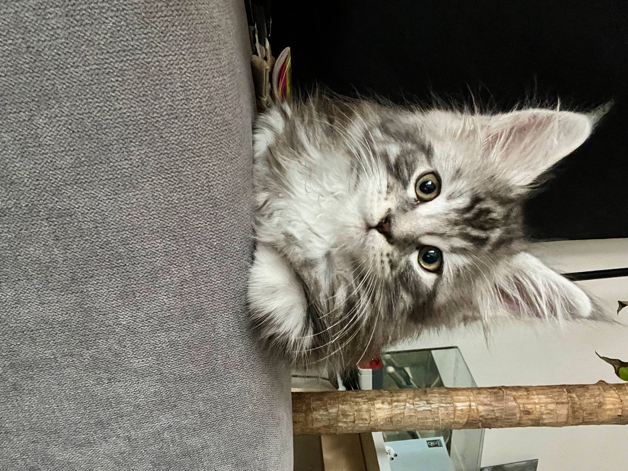 Uriel participe au concours pour gagner de l'argent avec cette photo : carnivore, cat, claw, domestic_short_haired_cat, felidae, fur, grey, mesh, monochrome, monochrome_photography, paw, photo_caption, plant, small_to_medium_sized_cats, snout, tail, whiskers, woven_fabric