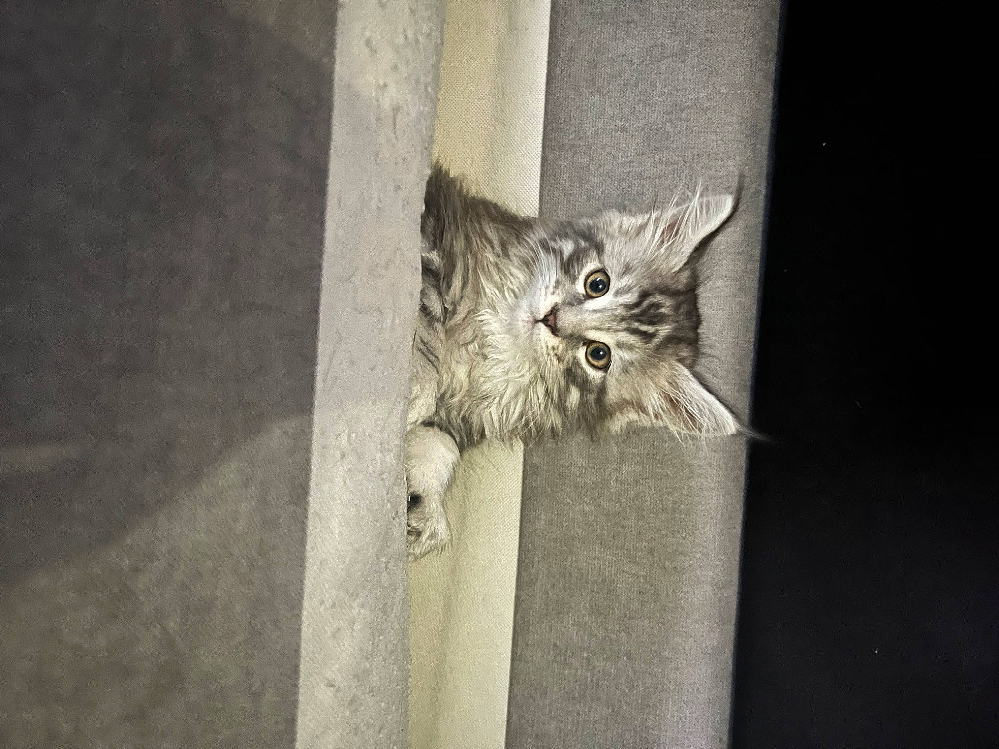 Uriel a rejoint le concours — aidez-le/la à gagner de superbes lots ! carnivore, cat, claw, domestic_short_haired_cat, door, felidae, fur, grey, human_leg, monochrome, monochrome_photography, paw, road_surface, shadow, small_to_medium_sized_cats, tail, vertebrate, whiskers, window, wood