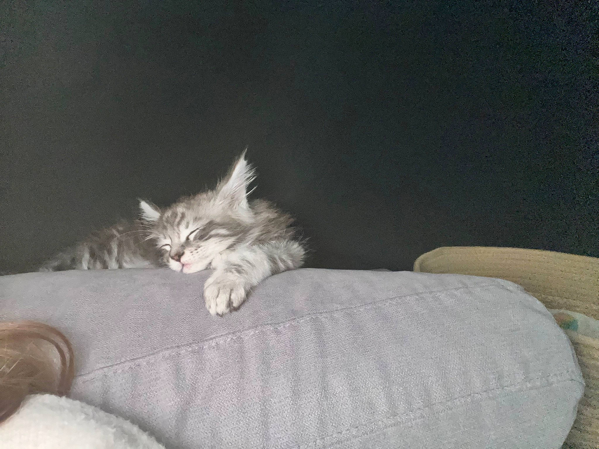 Uriel a rejoint le concours — aidez-le/la à gagner de superbes lots ! canidae, carnivore, cat, comfort, companion_dog, couch, dog_breed, felidae, fur, grey, human_leg, linens, nap, paw, ragdoll, sitting, small_to_medium_sized_cats, sporting_group, tail, whiskers