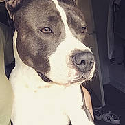 Nesta participe au concours pour gagner de l'argent avec cette photo : american_pit_bull_terrier, american_staffordshire_terrier, carnivoran, dog, dog_breed, dog_breed_group, dog_like_mammal, nose, old_english_terrier, pit_bull, snout