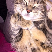 Léo a rejoint le concours — aidez-le/la à gagner de superbes lots ! american_shorthair, asian, bengal, california_spangled, carnivoran, cat, cat_like_mammal, domestic_short_haired_cat, dragon_li, european_shorthair, eye, fur, kitten, mammal, pixie_bob, small_to_medium_sized_cats, snout, tabby_cat, toyger, whiskers