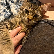 Ellie joined the competition — help win amazing prizes! animal, bed, blanket, cat, close_up, comfort, cute, domestic_animal, ears, fingers, fur, hand, indoor, kitten, pet, resting, soft, tabby, whiskers, young