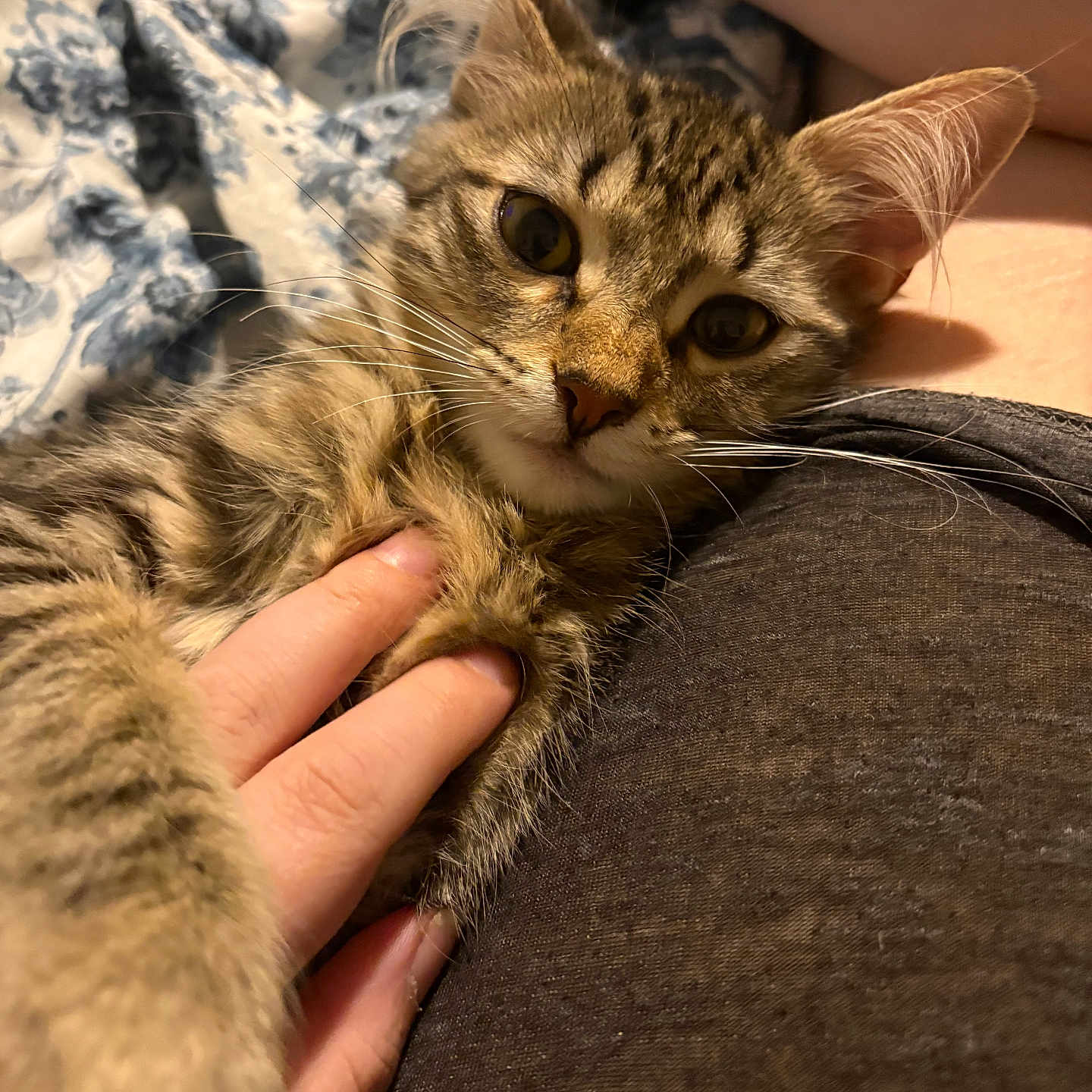 Ellie joined the competition — help win amazing prizes! animal, bed, blanket, cat, close_up, comfort, cute, domestic_animal, ears, fingers, fur, hand, indoor, kitten, pet, resting, soft, tabby, whiskers, young