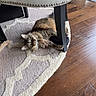 Nola Roux is registered to the contest to win money with this photo: carpet, cat, chair, cozy, feline, fluffy, funny_pose, furniture, green_eyes, hardwood_floor, home, indoors, long_hair, lying_down, pet, portrait, rug, tabby_cat, upside_down, whiskers