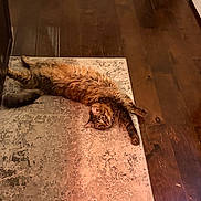 Nola Roux joined the competition — help win amazing prizes! animal, belly_up, brown_fur, cat, feline, fluffy, funny_pose, green_eyes, hallway, home, indoor, long_hair, lying_down, pet, playful, portrait, relaxed, rug, tabby_cat, wooden_floor
