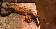 Nola Roux joined the competition — help win amazing prizes! animal, carpet, cat, dramatic_pose, feline, fluffy, green_eyes, hardwood_floor, home, indoors, long_hair, lying_down, on_back, pet, playful, portrait, relaxed, rug, tabby_cat, whiskers