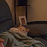 Beignet Bleu joined the competition — help win amazing prizes! animal, blanket, cat, couch, cozy, fluffy, framed_photo, furry, home, indoors, living_room, orange_cat, pet, portrait, relaxed, shelf, sleeping, sleepy, snuggling, warm_lighting