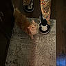 animal, cat, floor, fluffy, hallway, home, human_legs, indoor, longhaired, looking_up, orange_cat, overhead_view, pants, patterned_clothing, pet, portrait, rug, shoes, sneakers, warm_lighting