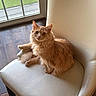 Beignet Bleu joined the competition — help win amazing prizes! animal, armchair, cat, chair, ears, eyes, fluffy, fur, ginger_cat, home, indoor, lounging, pet, portrait, relaxed, sitting, sunlight, whiskers, window, wood_floor