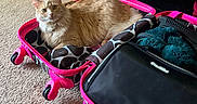 Beignet Bleu is registered to the contest to win money with this photo: animal, bookshelf, carpet, cat, cozy, fluffy, funny, ginger_cat, home, indoors, long_hair, looking_at_camera, luggage, lying_down, packing, pet, pink, sitting, suitcase, travel