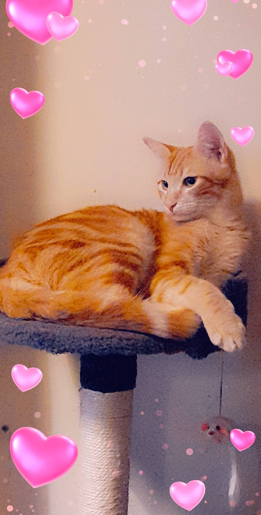 Tigrou a rejoint le concours — aidez-le/la à gagner de superbes lots ! carnivore, cat, cat_supply, claw, comfort, domestic_short_haired_cat, fawn, felidae, flooring, fur, orange, paw, pet_supply, pink, sitting, small_to_medium_sized_cats, snout, tail, whiskers, wood