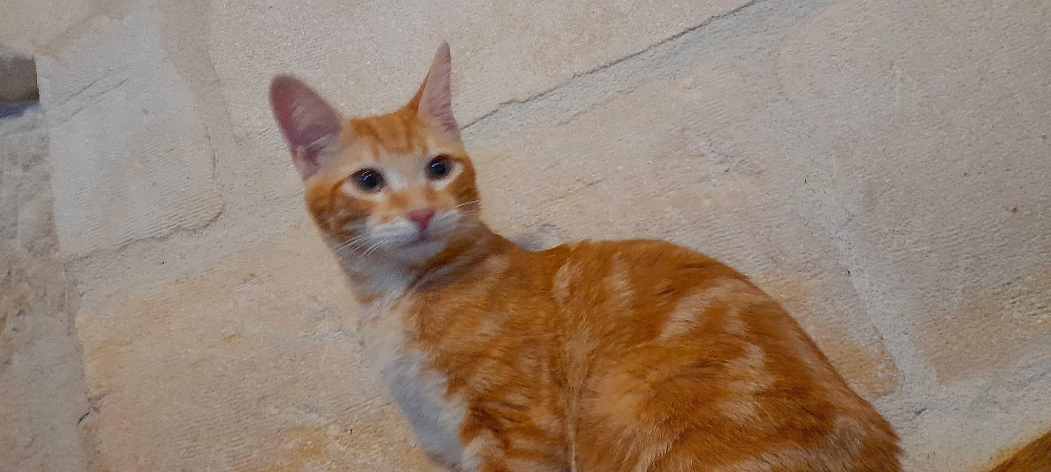 Tigrou participe au concours pour gagner de l'argent avec cette photo : art, carnivore, cat, claw, domestic_short_haired_cat, eye, fawn, felidae, fur, paw, small_to_medium_sized_cats, snout, tail, terrestrial_animal, whiskers, window, wood