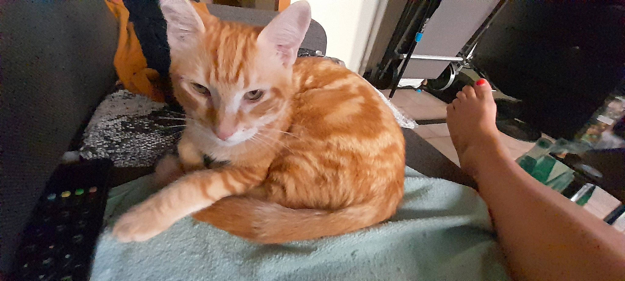 Tigrou a rejoint le concours — aidez-le/la à gagner de superbes lots ! carnivore, cat, claw, comfort, domestic_short_haired_cat, eye, fawn, felidae, fur, input_device, mobile_phone, paw, sitting, small_to_medium_sized_cats, snout, tail, whiskers, window