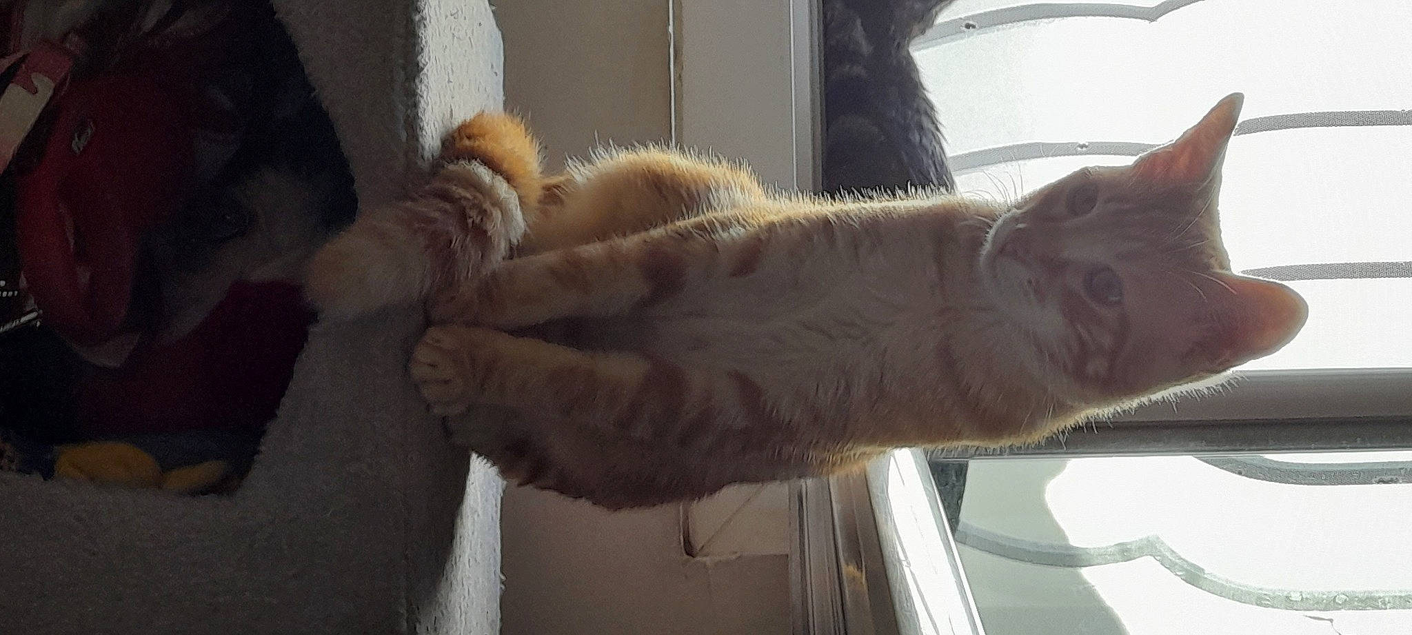 Tigrou participe au concours pour gagner de l'argent avec cette photo : auto_part, automotive_exterior, automotive_window_part, canidae, carnivore, comfort, dog_breed, family_car, felidae, fur, fur_clothing, gesture, small_to_medium_sized_cats, snout, sporting_group, tail, vehicle, vehicle_door, window, windshield