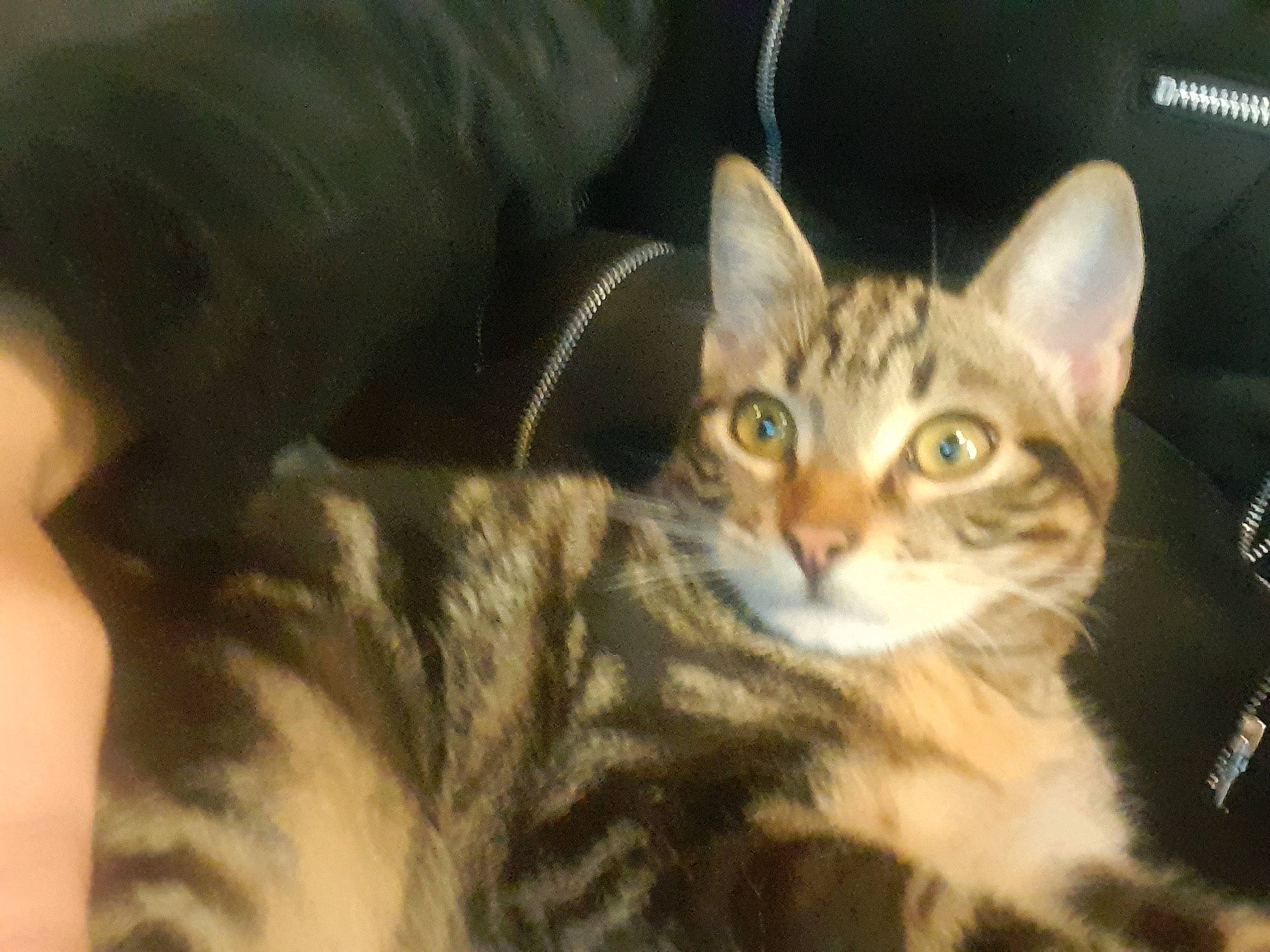 Sam a rejoint le concours — aidez-le/la à gagner de superbes lots ! carnivore, cat, claw, comfort, domestic_short_haired_cat, eye, felidae, fur, iris, paw, sitting, small_to_medium_sized_cats, snout, terrestrial_animal, tree, whiskers, wildlife, window