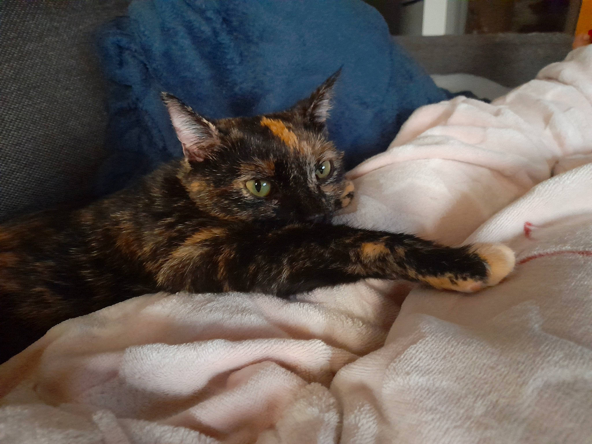 Toa a rejoint le concours — aidez-le/la à gagner de superbes lots ! bed, bedding, blanket, carnivore, cat, claw, comfort, domestic_short_haired_cat, fawn, felidae, fur, linens, nap, paw, room, small_to_medium_sized_cats, snout, tail, terrestrial_animal, whiskers