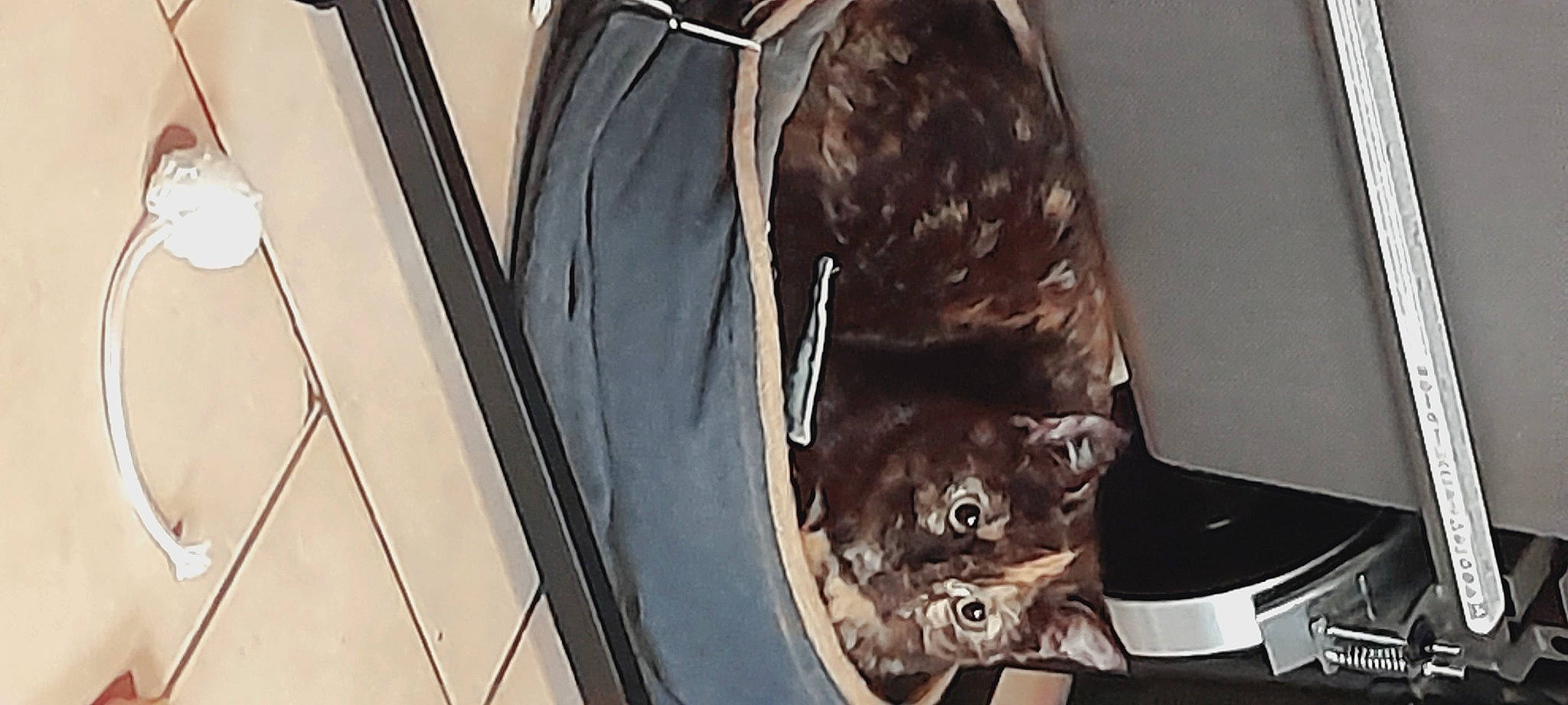 Toa participe au concours pour gagner de l'argent avec cette photo : alloy_wheel, automotive_design, automotive_exterior, automotive_lighting, automotive_tire, car, carnivore, cat, felidae, fender, hood, motor_vehicle, rim, tints_and_shades, tire, tread, vehicle, vehicle_door, wheel, wood