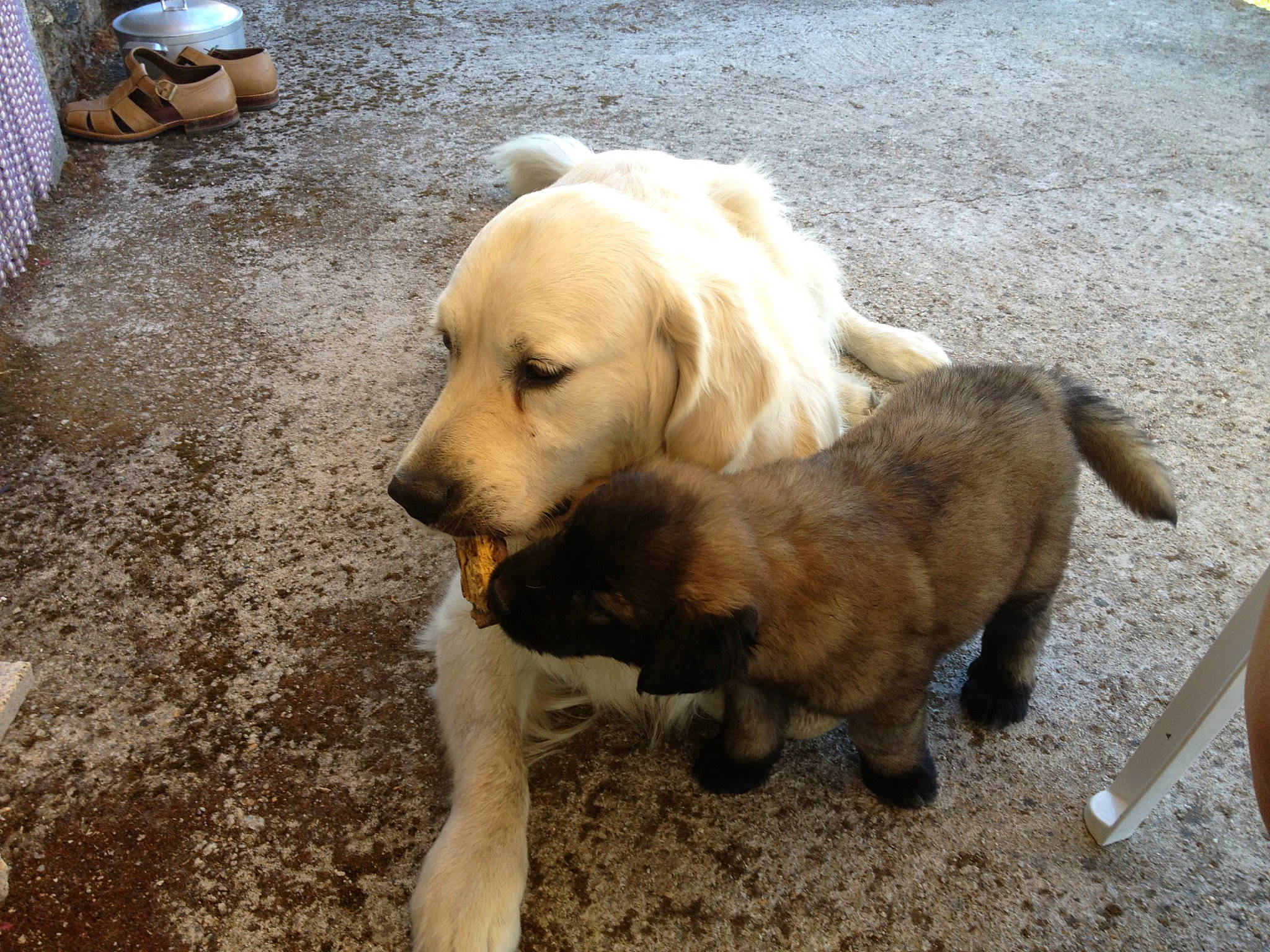 Estrela a rejoint le concours — aidez-le/la à gagner de superbes lots ! adventure, canidae, carnivore, companion_dog, dog, dog_breed, dog_supply, fawn, labrador_retriever, pet_supply, retriever, road_surface, snout, soil, sporting_group, street_dog, tail, terrestrial_animal, walking, working_animal