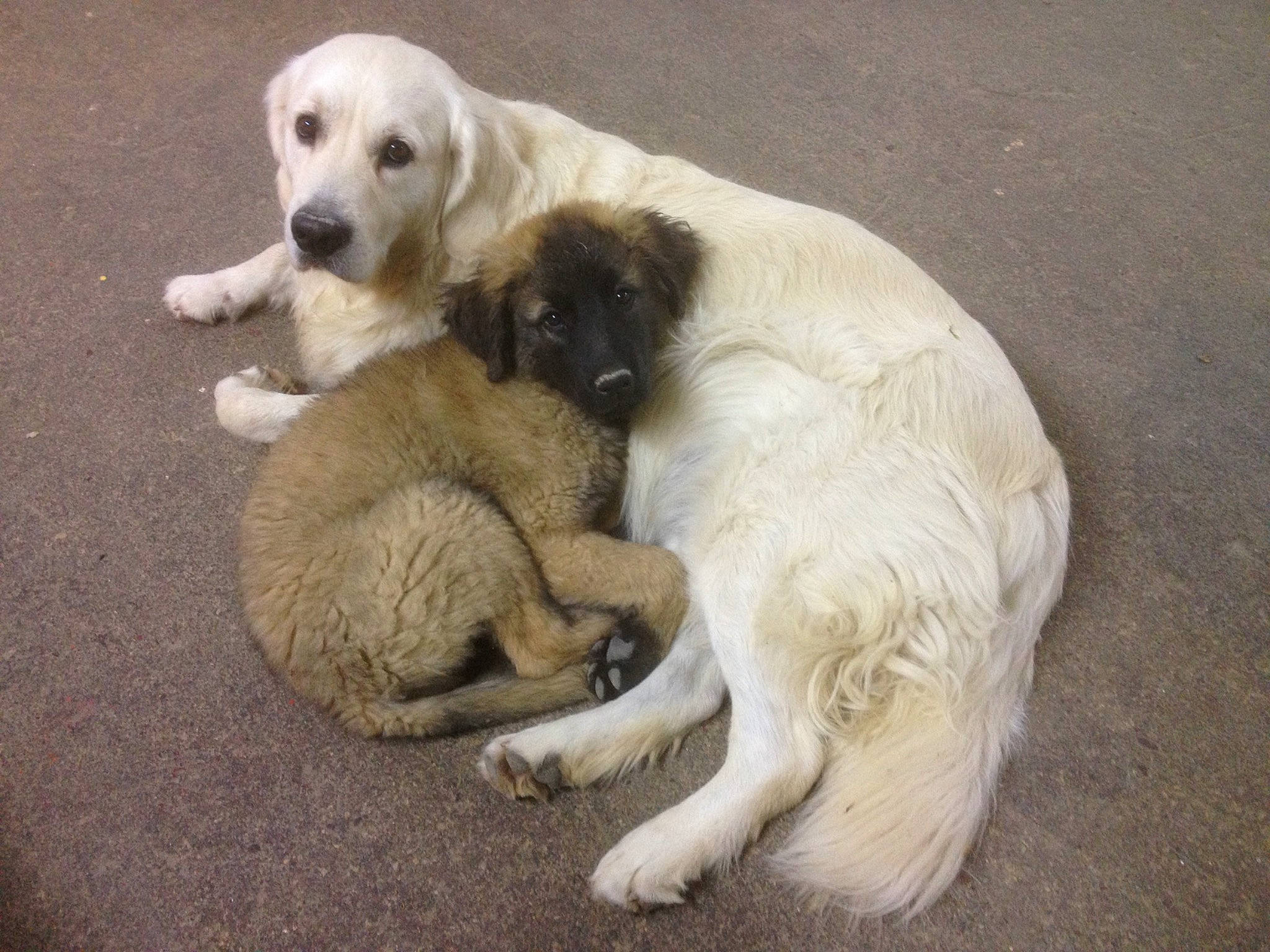 Estrela participe au concours pour gagner de l'argent avec cette photo : bored, canidae, carnivore, comfort, companion_dog, dog, dog_breed, fawn, gun_dog, livestock_guardian_dog, mammal, paw, snout, sporting_group, tail, terrestrial_animal, tree, vertebrate, working_animal, working_dog