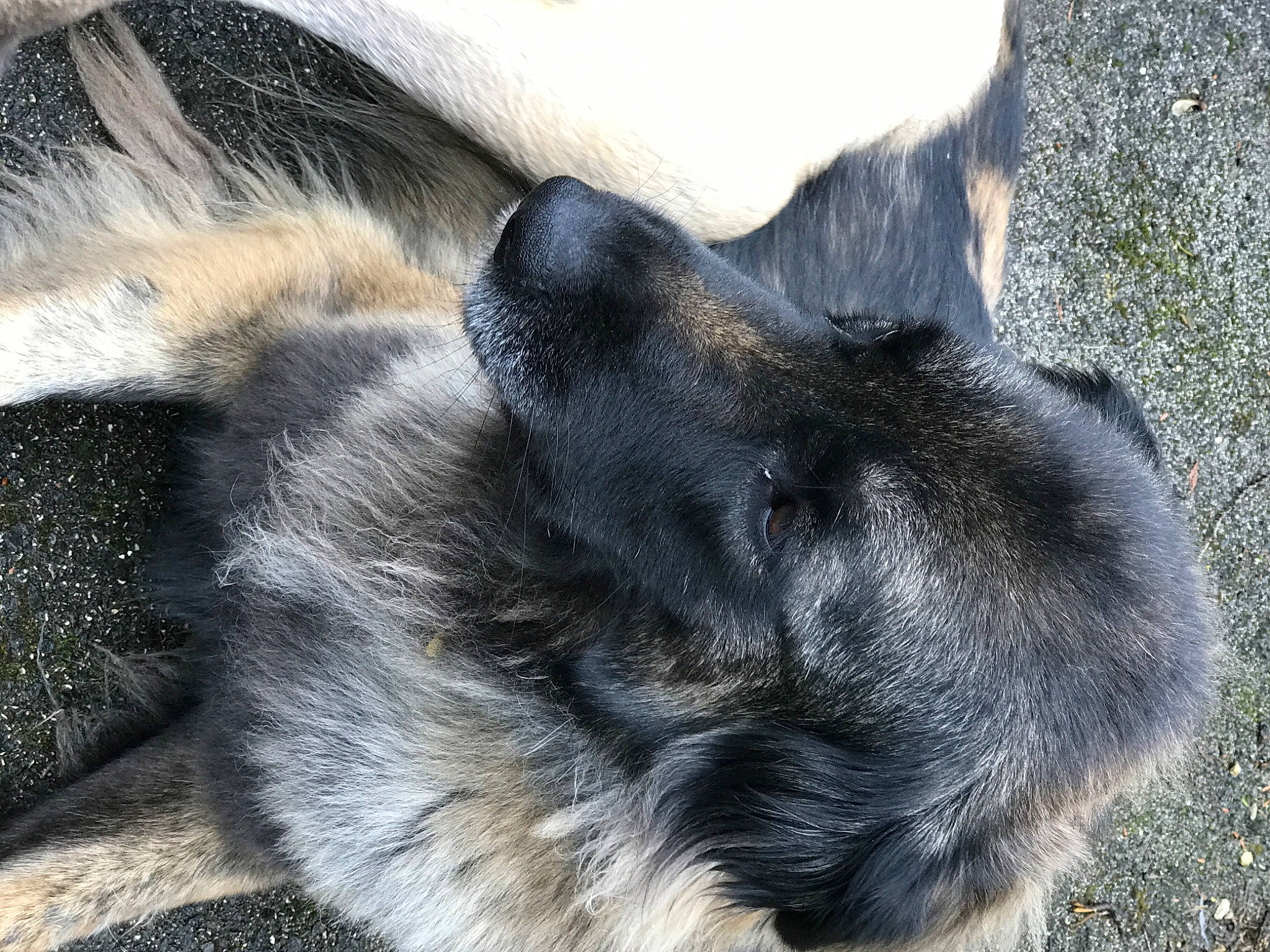 Estrela participe au concours pour gagner de l'argent avec cette photo : carnivore, claw, comfort, companion_dog, dog, dog_breed, fur, paw, snout, sporting_group, tail, terrestrial_animal, whiskers, working_dog