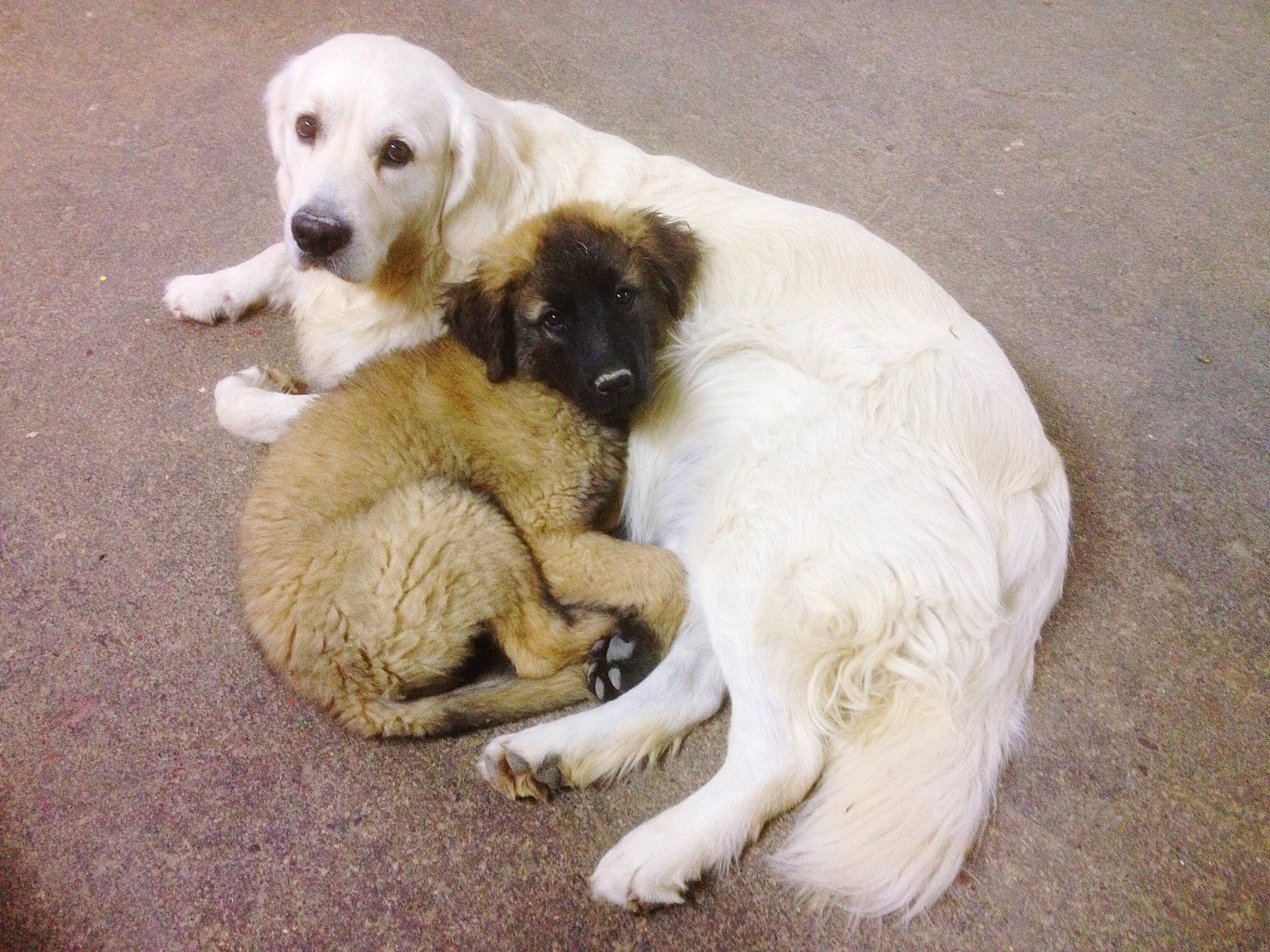 Estrela a rejoint le concours — aidez-le/la à gagner de superbes lots ! bored, canidae, carnivore, comfort, companion_dog, dog, dog_breed, fawn, gun_dog, livestock_guardian_dog, mammal, paw, polish_tatra_sheepdog, snout, sporting_group, street_dog, tail, terrestrial_animal, vertebrate, working_animal