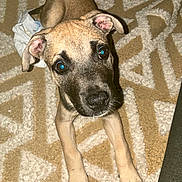 Kobe-Jack is registered to the contest to win money with this photo: animal, beige, brown, canine, carpet, curious, cute, dog, domestic, ears, eyes, floor, indoor, lying_down, paws, pet, playful, puppy, white, young