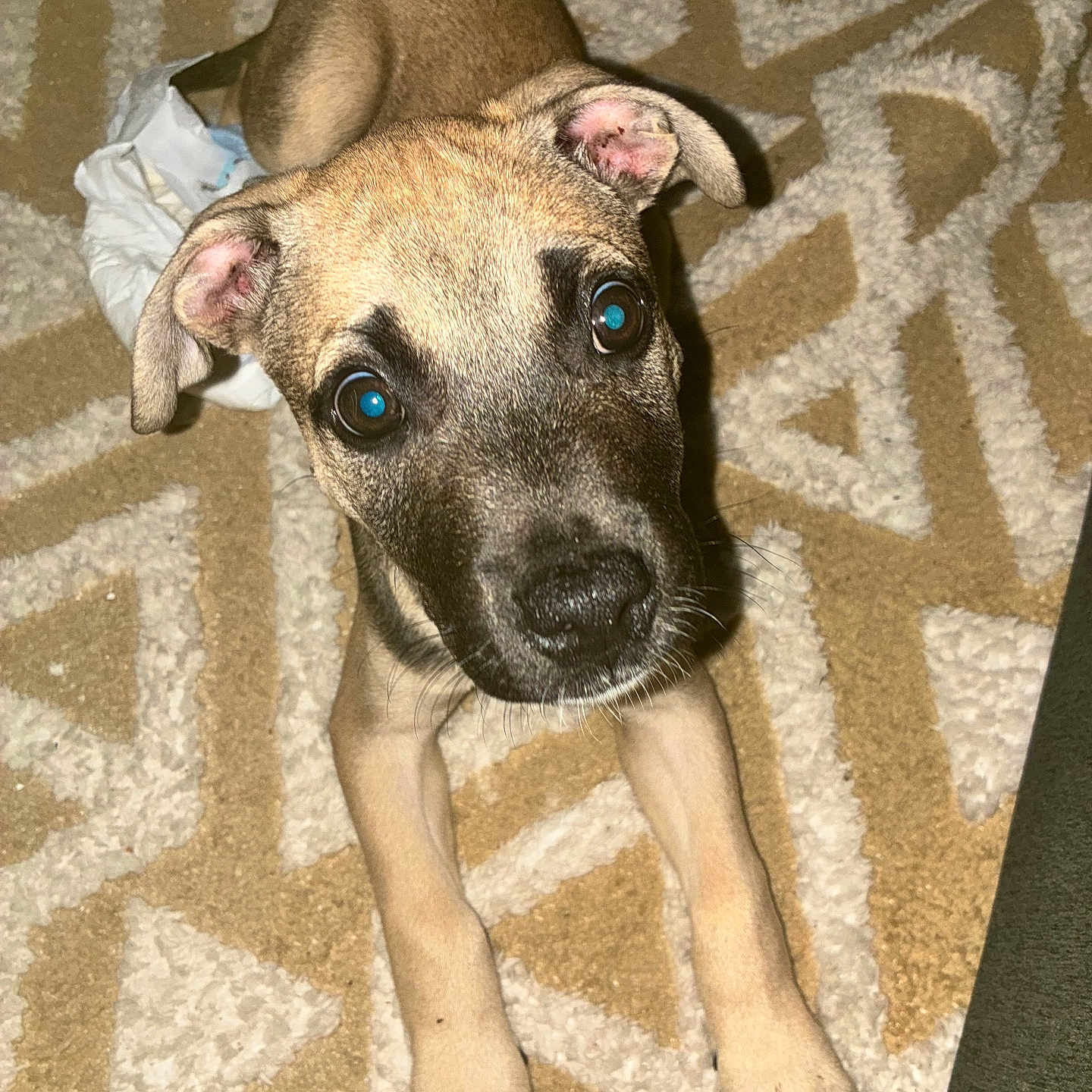 Kobe-Jack is registered to the contest to win money with this photo: animal, beige, brown, canine, carpet, curious, cute, dog, domestic, ears, eyes, floor, indoor, lying_down, paws, pet, playful, puppy, white, young