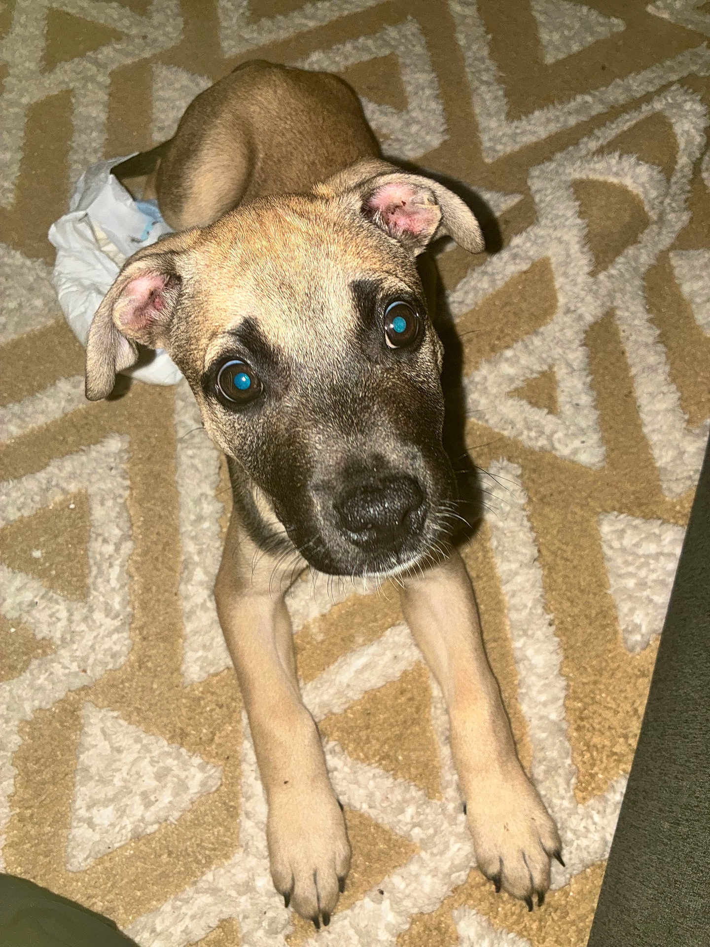 Kobe-Jack is registered to the contest to win money with this photo: animal, beige, brown, canine, carpet, curious, cute, dog, domestic, ears, eyes, floor, indoor, lying_down, paws, pet, playful, puppy, white, young