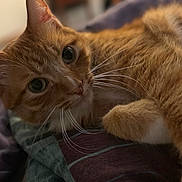 Lunchbox joined the competition — help win amazing prizes! cat, ginger_cat, close_up, pet, animal, feline, whiskers, fur, relaxing, indoor, bed, blanket, comfort, cute, eyes, portrait, mammal, domestic_animal, resting, soft